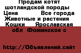 Продам котят шотландской породы › Цена ­ 2 000 - Все города Животные и растения » Кошки   . Ярославская обл.,Фоминское с.